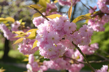 view of a pink cherry blossom