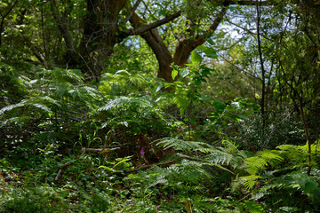 beautiful forest in the Montenegro