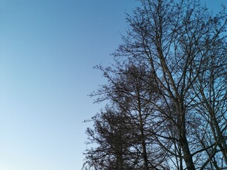 oak branches without leaves at sunset spring