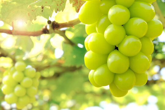 Hanging bunch of white grape with blurred green vineyard background