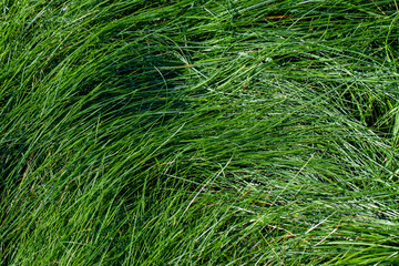 green grass covered with drops of water after rain
