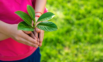 Children take care of nature tree in their hands. Selective focus.