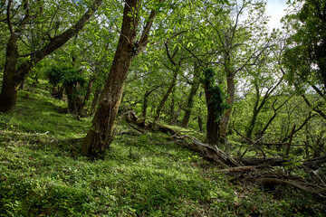 Fototapeta na wymiar beautiful forest in the Montenegro