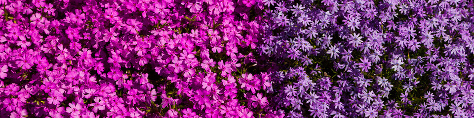 Fototapeta premium Beautiful floral background.