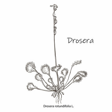 Vector hand drawn botanical illustration of Sundews isolated on white background. Floral monochrome illustration in sketch style. Use for your design