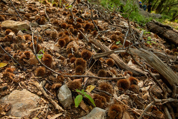 Add to Likebox.Landscapes with lot of chestnut tree