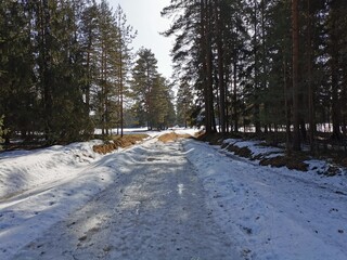 Spring in Pavlovsky Park white snow and cold trees
