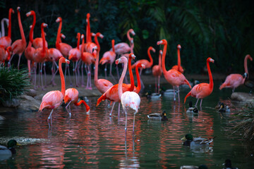 Greater flamingo, Phoenicopterus roseus. Colony of pink Flamingos grooming while wading in a pond.