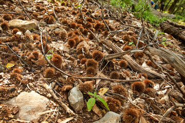 Add to Likebox.Landscapes with lot of chestnut tree