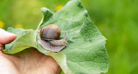 Woman  holds a snail in the palm of your hand on a large sheet. Green natural blurred background. Summer day in the park. Close up