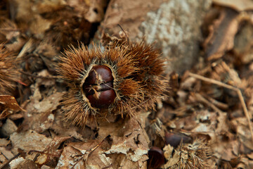 Add to Likebox.Landscapes with lot of chestnut tree