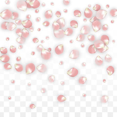 Pink Vector Realistic Petals Falling on Transparent Background.  Spring Romantic Flowers Illustration. Flying Petals. Sakura Spa Design. Blossom Confetti. Design Elements for Wedding Decoration.