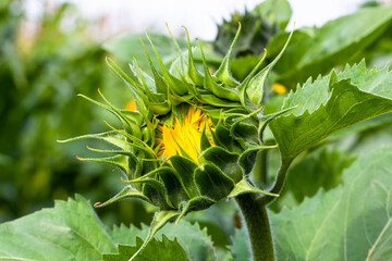 beautiful flowers sunflowers flowering time and insect pollination