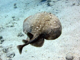 Leopard torpedo ray of the red sea