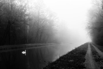 Swan in foggy weather along the canal of the Loing river. French Gatinais Regional Nature Park