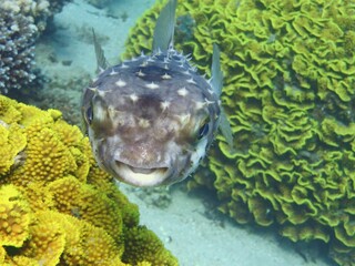 Balloon fish of the red sea