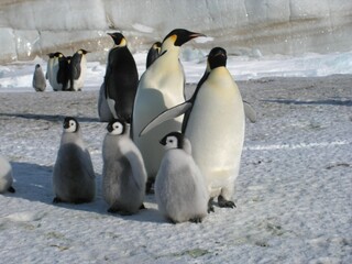 emperor penguins in the ice of Antarctica
