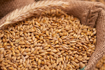 barley grain on the wooden background