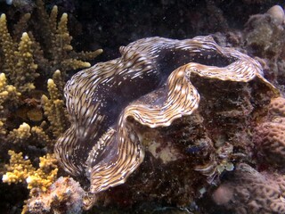 Giant clam of red sea