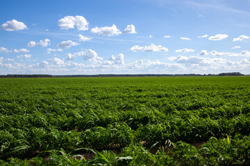 Fototapeta na wymiar agricultural field where cereal wheat is grown