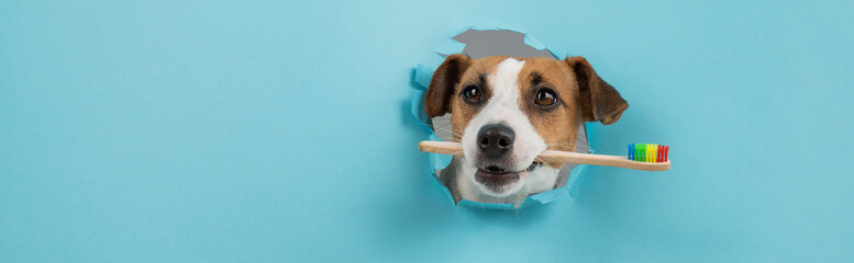 The muzzle of a Jack Russell Terrier sticks out through a hole in a paper blue background and holds...