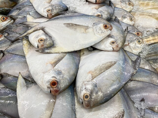 Fresh Pomfret fish in the market for sale