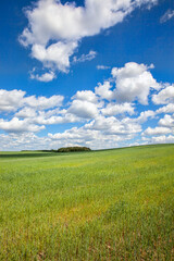 green cereal field with wheat in summer