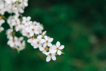 Flowering trees with white flowers in garden