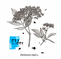 Elderflower branch isolated on white background. Hand drawn elder or sambucus with flowers and leaves. Vector illustration engraved.