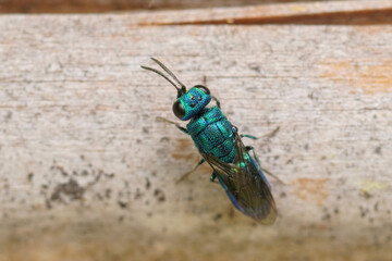 Closeup on a small metallic green cuckoo wasp, Trichrysis cyanea, which parasites nest of spider...