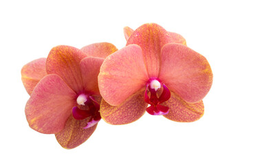 Fototapeta na wymiar red orchid isolated