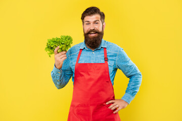 Happy man in apron holding fresh leaf lettuce yellow background, greengrocery