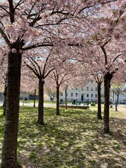 Naklejka premium blossom in spring
