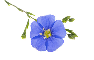 Fototapeta premium flax flower isolated
