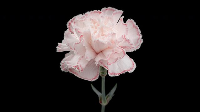 4K Time Lapse of white carnation flower changing into colors of red. Timelapse color Carnation flower with food coloring, isolated on black background.