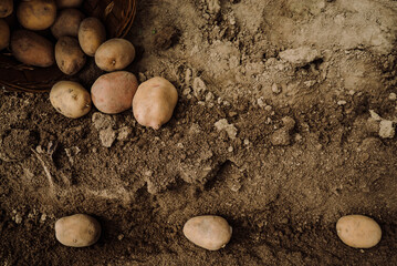 planting potato tubers in the ground, preparing for the garden season 4