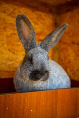 Close up view of gray rabbit in the paddock of farm in Altai, Russia