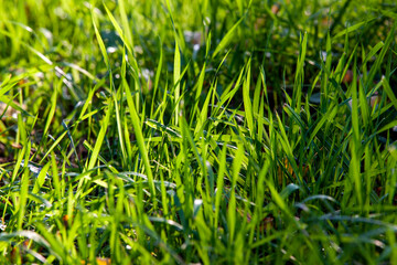 Obraz premium part of the field where green grass grows