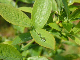 Green foliage of blueberries with dew drops. Close-up. Fresh dew drops on green leaves. Blueberry bushes.