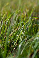 green grass covered with drops of water after rain