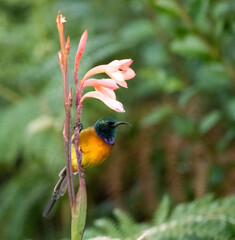 Orange Breasted Sunbird