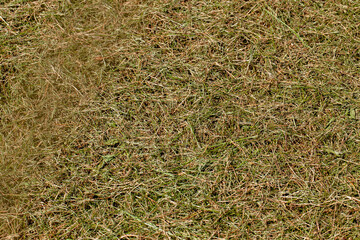 mown dried grass for feeding livestock on the farm