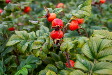 rosehip fruits after the flowering of the shrub
