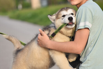 Happy Alaskan Malamute puppy with kid