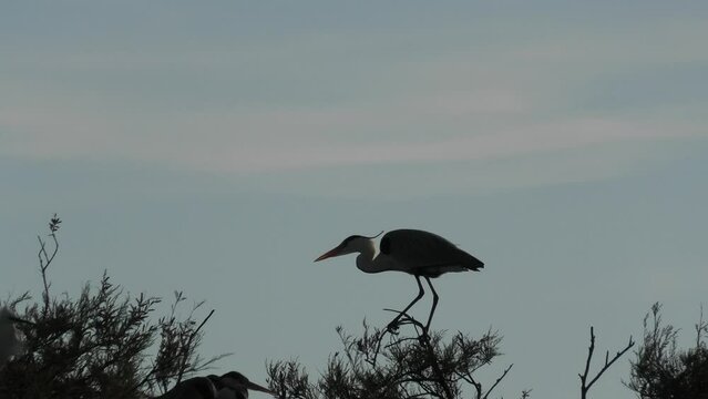 A Grey herons of Camargue in Southern France on top of tree in backlit. Ardea cinerea species of the heron family. Bird living in Europe and Asia and Africa.