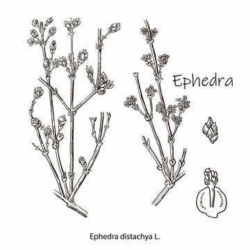 Ephedra branch of Chinese ephedra with leaves and berries. Cosmetics and medical plant. Vector hand drawn illustration.
