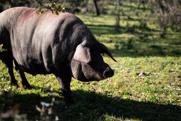 Fototapeta premium Cerdo ibérico