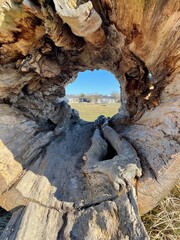 Background the park inside tree trunk. Outdoors