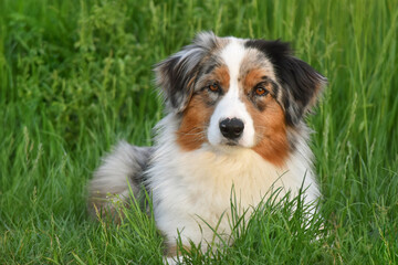 Australian shepherd dog lying on the grass