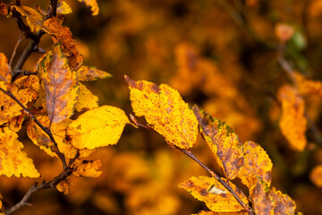 beautiful autumn nature with falling foliage in mid-autumn